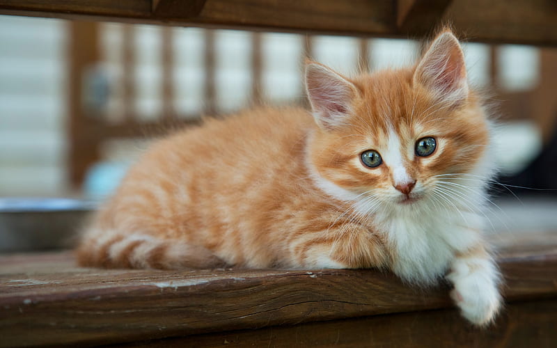 little ginger kitten, gray eyes, little fluffy kitten, cute animals, little cats, pets, cats, HD wallpaper