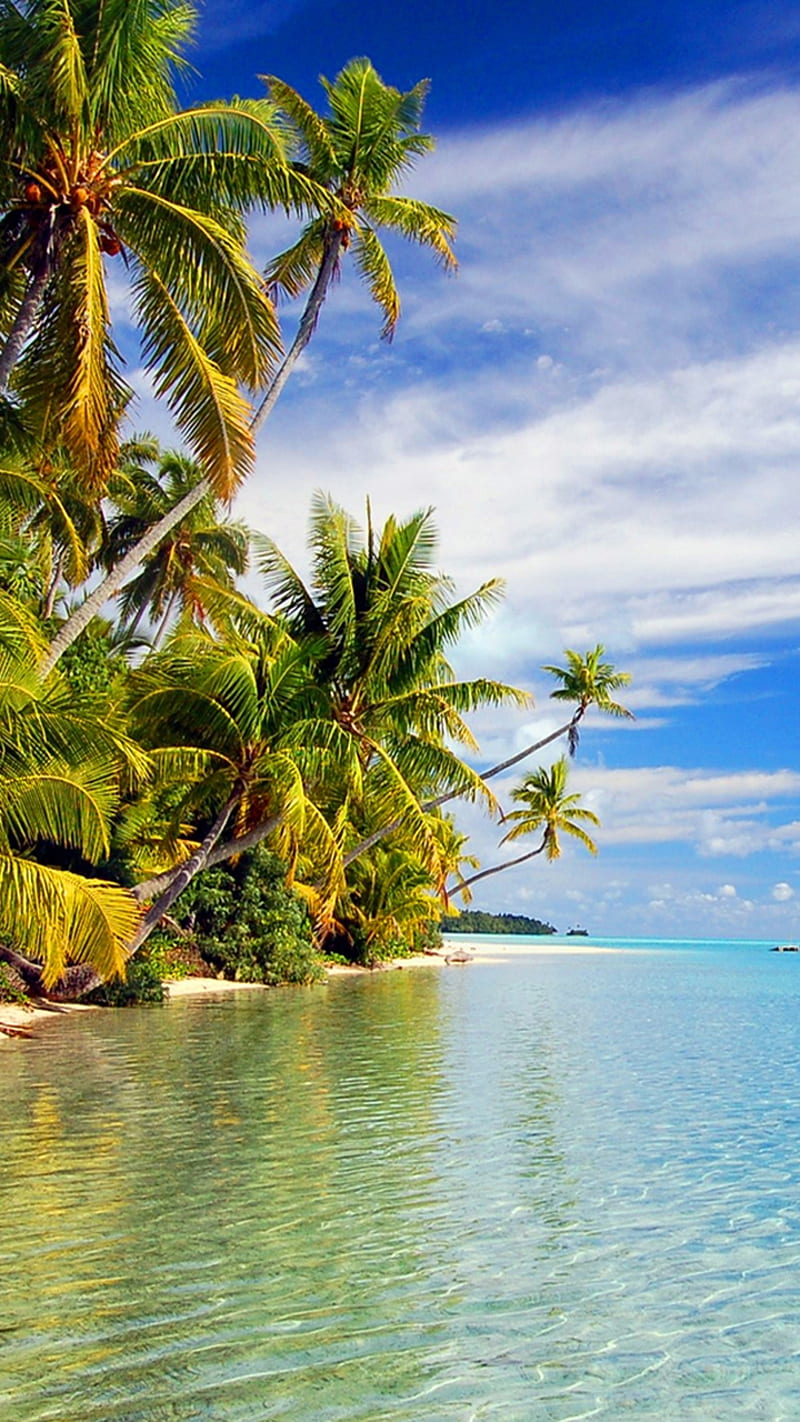 Palms New, beach, best, druffix, pal, relax, sea, HD phone wallpaper