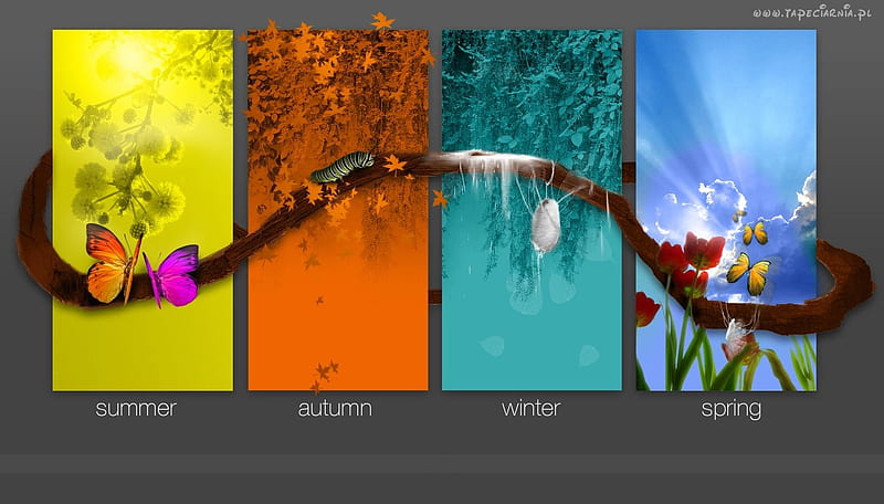 seasons, red, autumn, caterpillars, yellow, butterflies, spring, branch, winter, green, summer, cocoon, blue, HD wallpaper