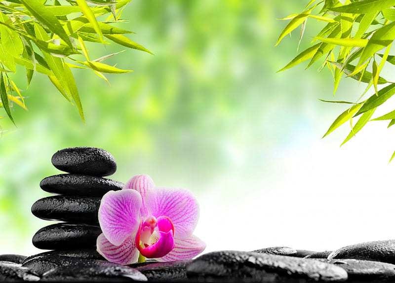 Relaxing Spa, stones, zen, relax, oriental, orchid, flower, spa, bamboo, HD wallpaper