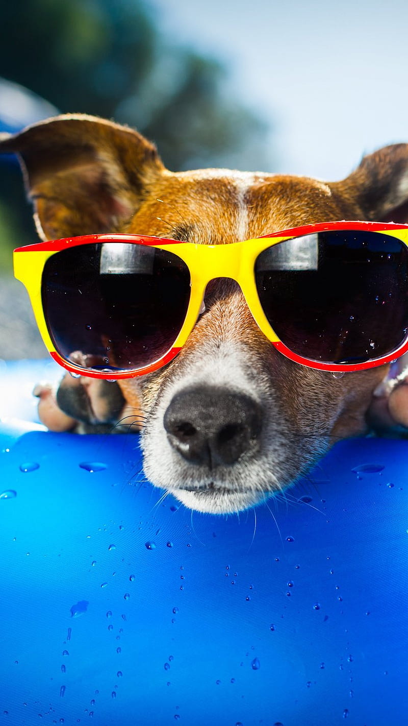 Cool Pool Dog , cool pool dog, animal, cute, funny, pet, HD phone wallpaper