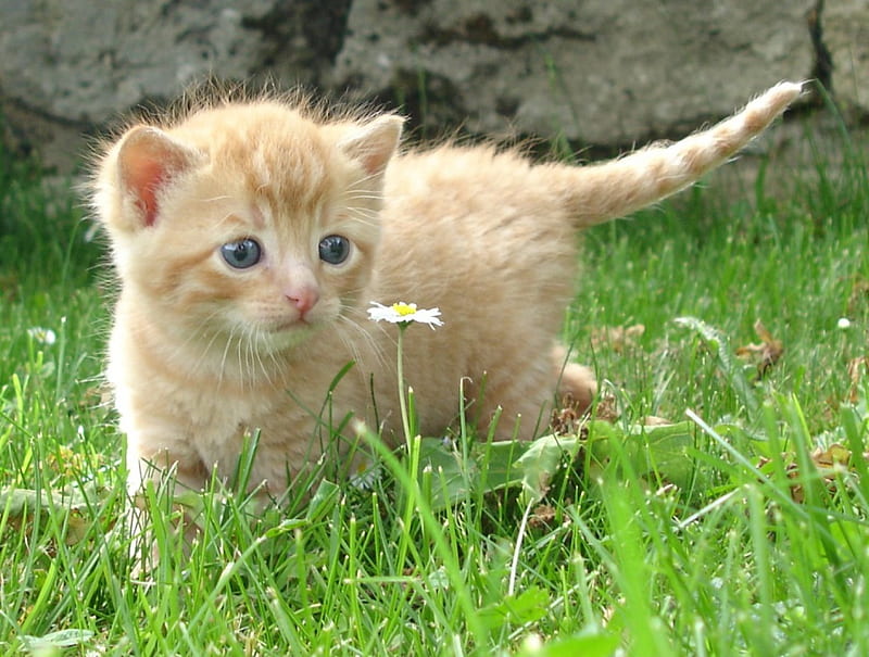 kitty sniffing flower, flower, sniffing, cat, kitty, HD wallpaper