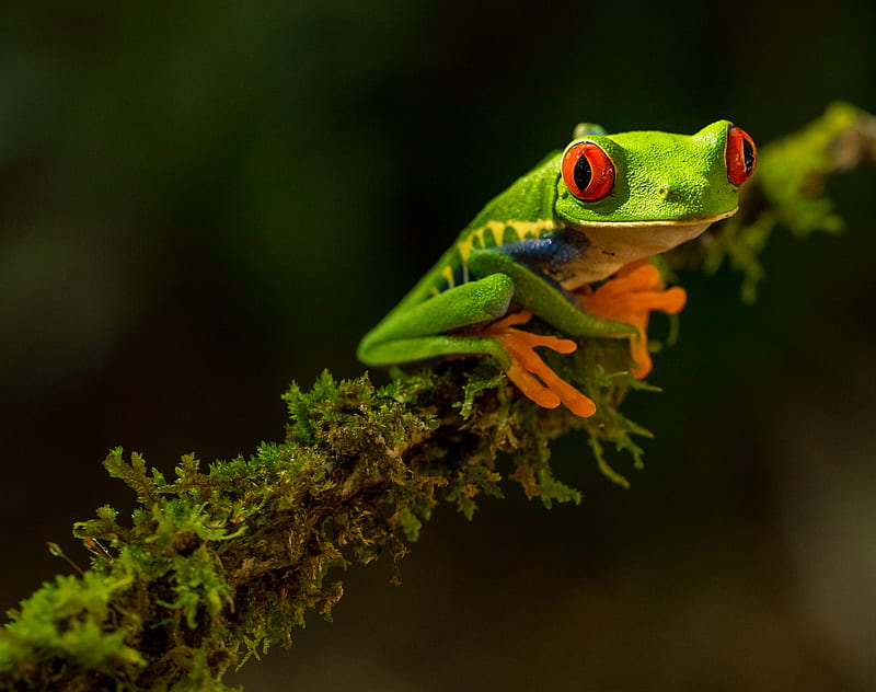 green Frog, HD wallpaper