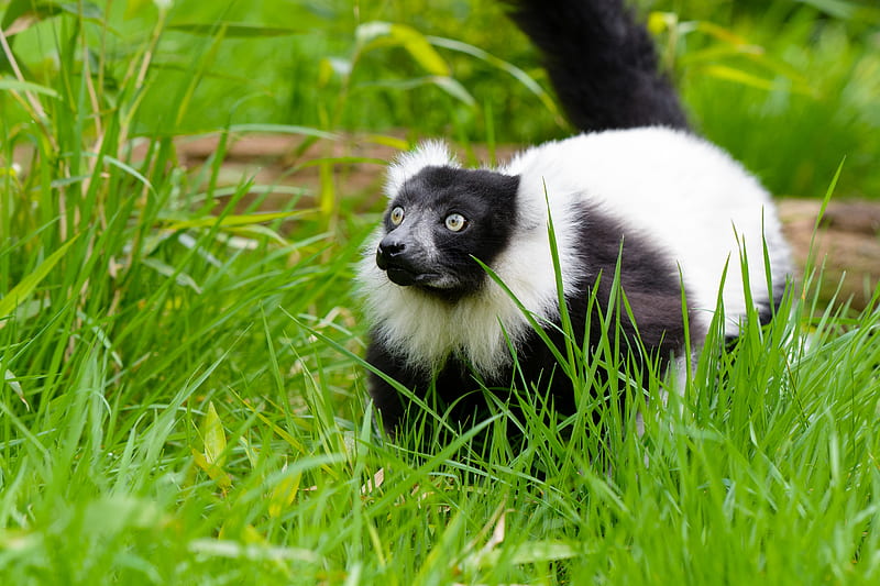 black-and-white ruffed lemur, lemur, grass, walk, wildlife, HD wallpaper