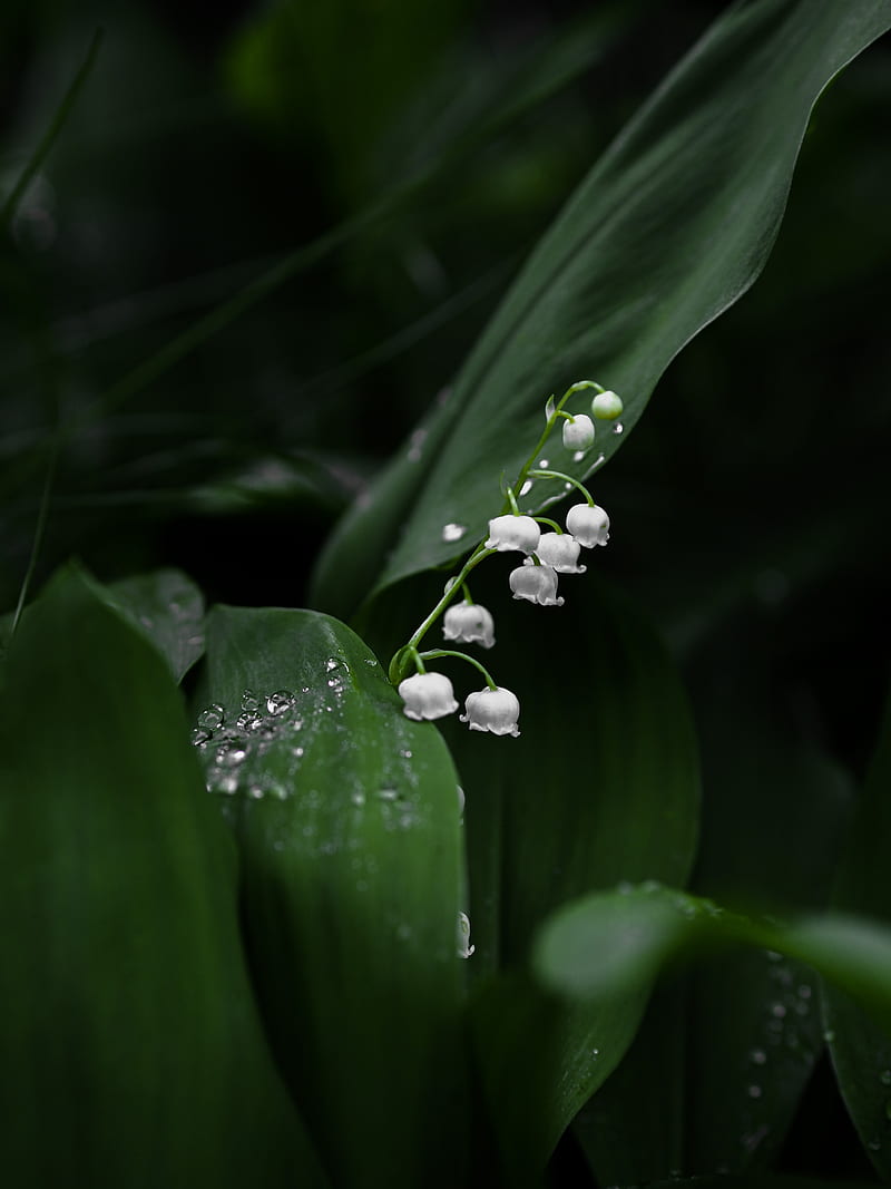 Lily Of The Valley Desktop Wallpaper