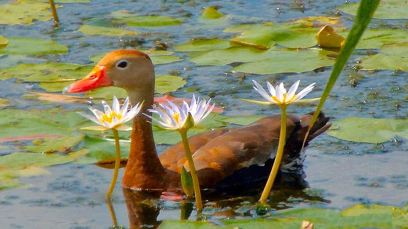 Floral Accessories - Anahuac Wildlife Refuge, Texas, leaves, goose, waterlilies, blossoms, usa, HD wallpaper