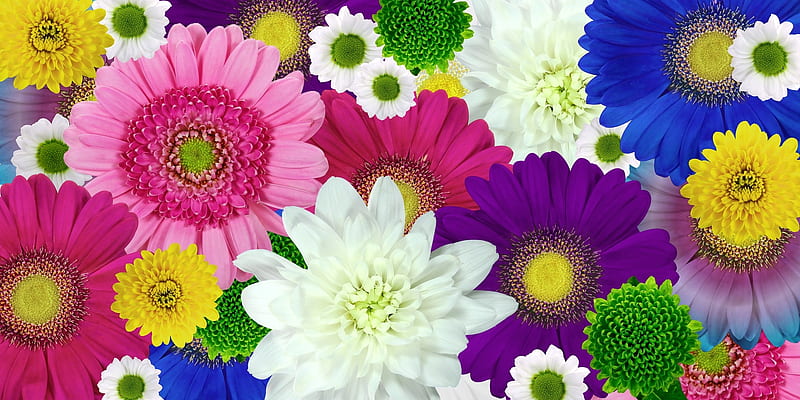 Coloridas flores de primavera, colorido, flores, primavera, crisantemo,  Fondo de pantalla HD | Peakpx