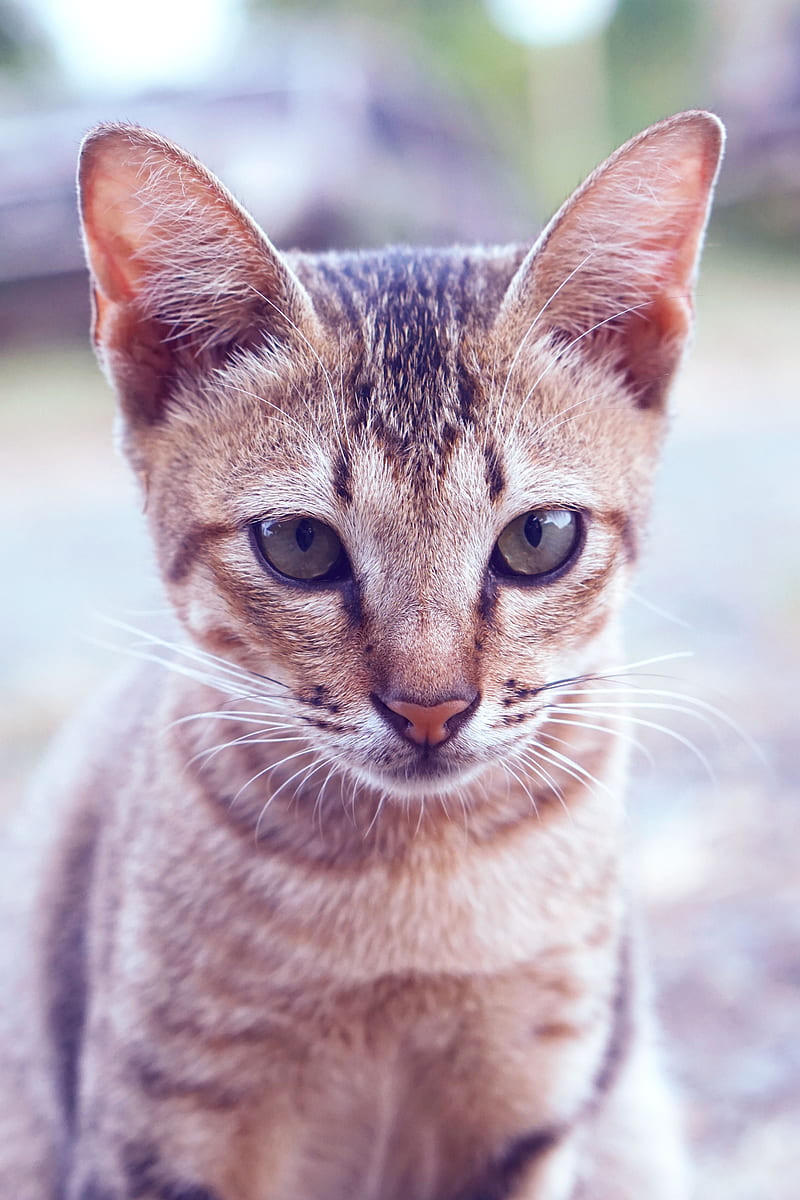 Close-Up Of Tabby Cat, HD phone wallpaper