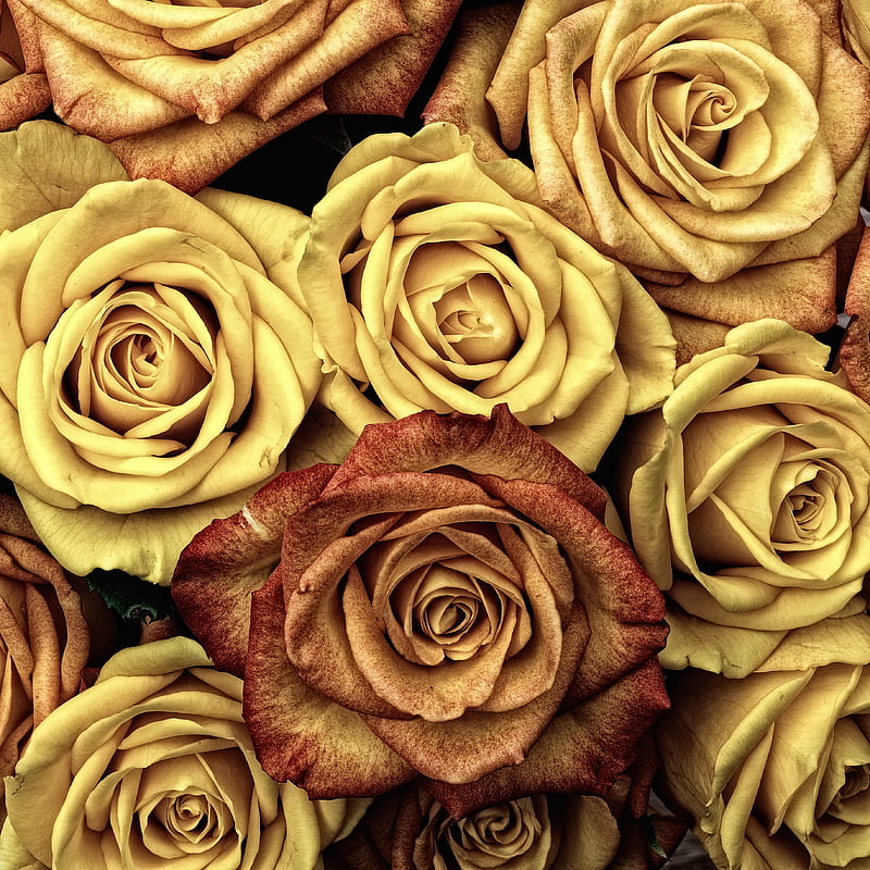 yellow and brown roses, HD phone wallpaper