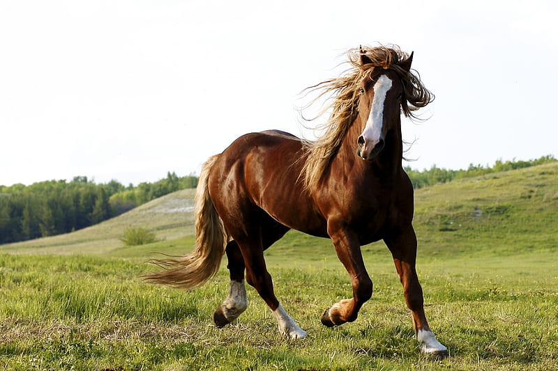 Running , stallion, young, lovely, brown, cavalo, horse, animais, cabalo, HD wallpaper
