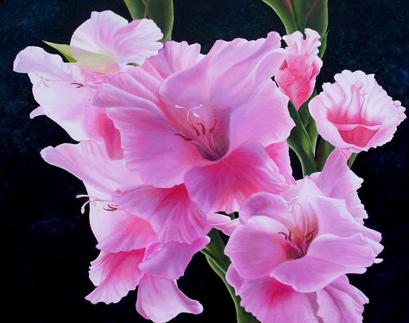 Flor de agosto - gladiola, agosto, flor, negro, rosa, gladiola, Fondo de  pantalla HD | Peakpx