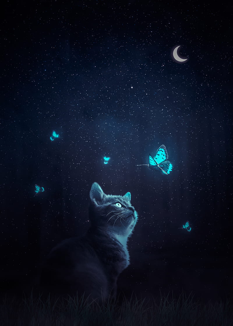 Cat and Blue Butterfly, animal, butterlies, butterly, cat, domestic, feline, kitten, kitty, moon, pet, HD phone wallpaper