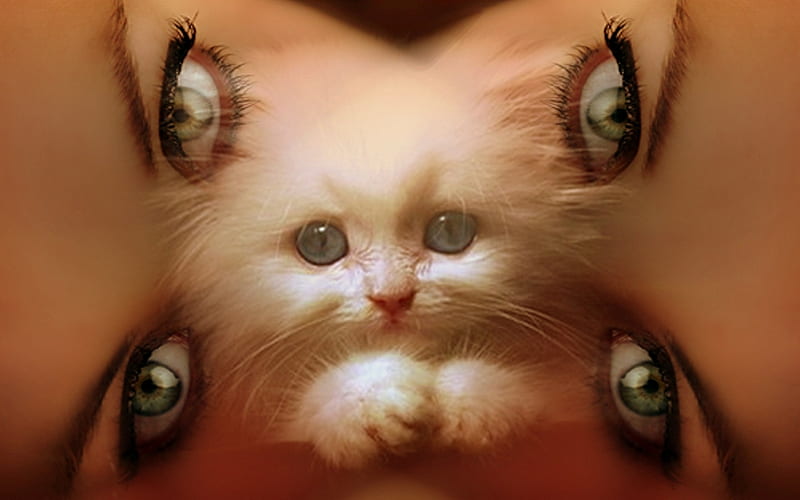 Cat-eyes, face, cat, eyes, cateyes, HD wallpaper
