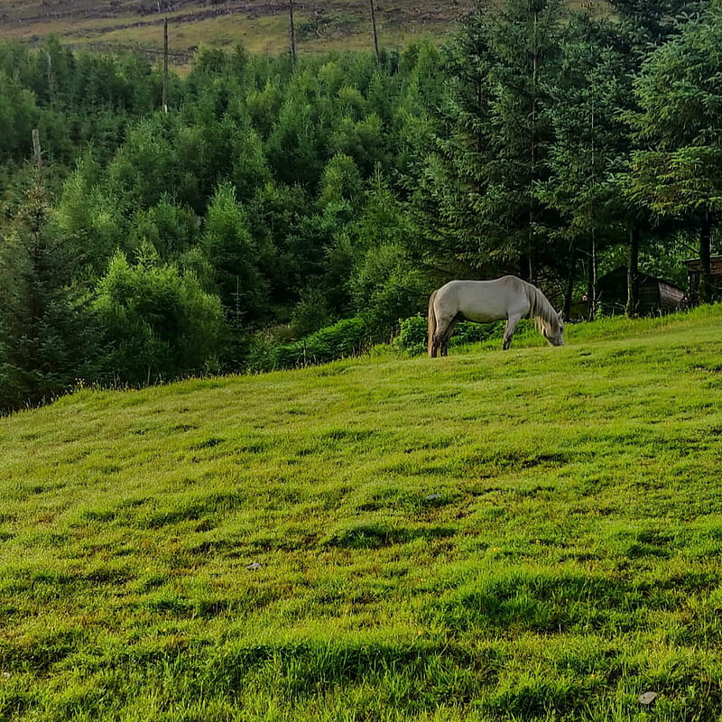 horse, animal, grass, field, trees, HD phone wallpaper