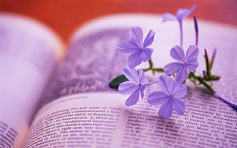wallpaper for desktop, laptop  ni24-book-read-time-flower-flare-purple