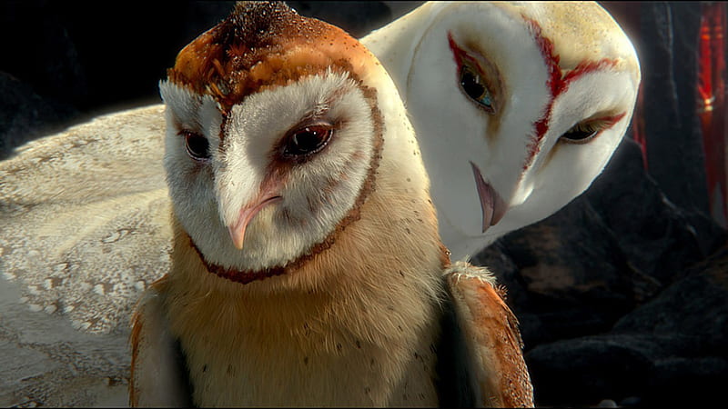 Legend of the Guardians-The Owls of GaHoole movie 38, HD wallpaper