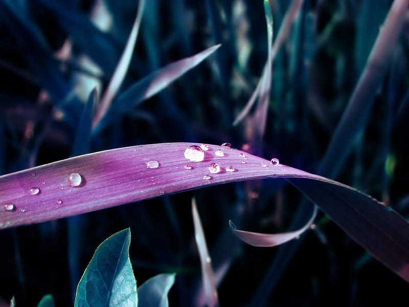 Summer Essence ~ Dew Drops on Purple Grass, Purple, Green, Summer, Grass, Dew, Drops, Nature, HD wallpaper