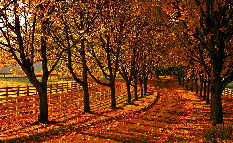 Autumn road, fence, fall, autumn, falling, sunny, bonito, foliage ...