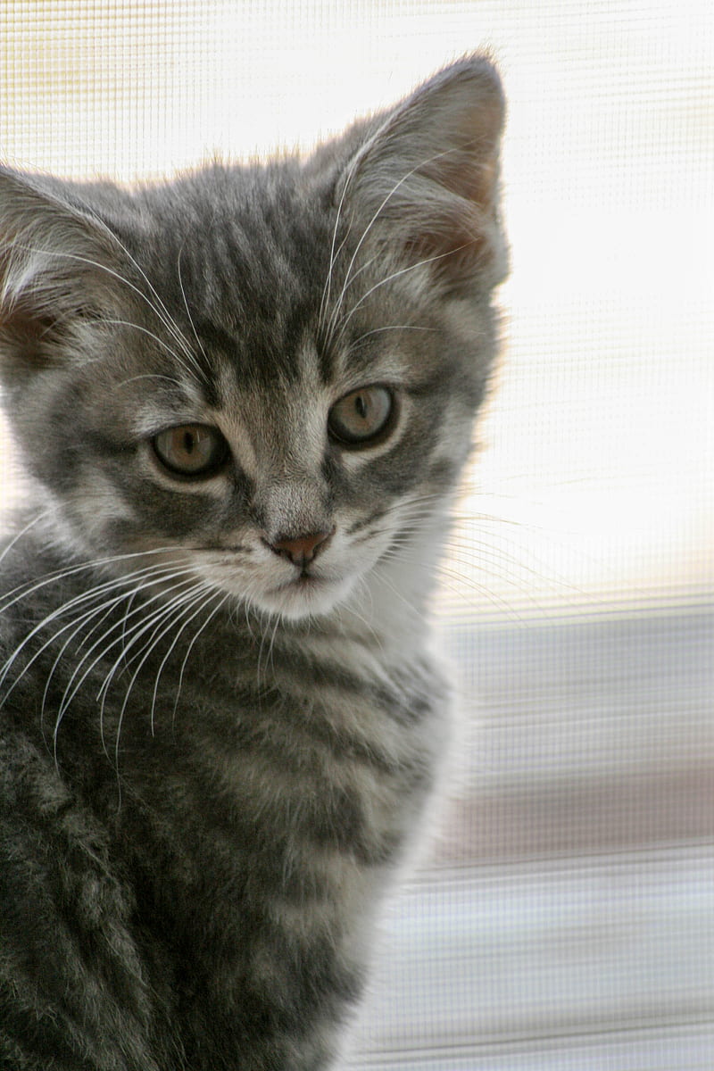 kitten, cat, gray, cute, pet, HD phone wallpaper