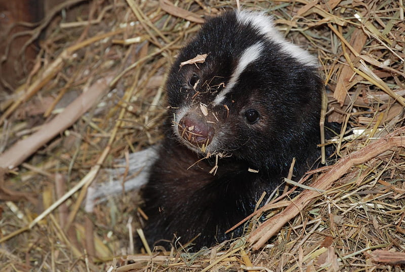 baby skunk, cute, skunk, little, stinker, HD wallpaper