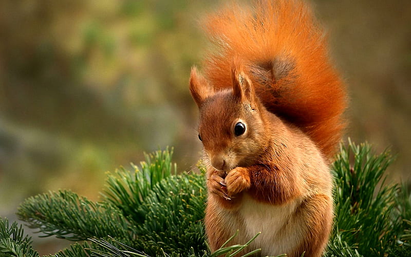Squirrel, pretty, wonderful, woods, bonito, adorable, animal, sweet, nice,  outstanding, HD wallpaper | Peakpx