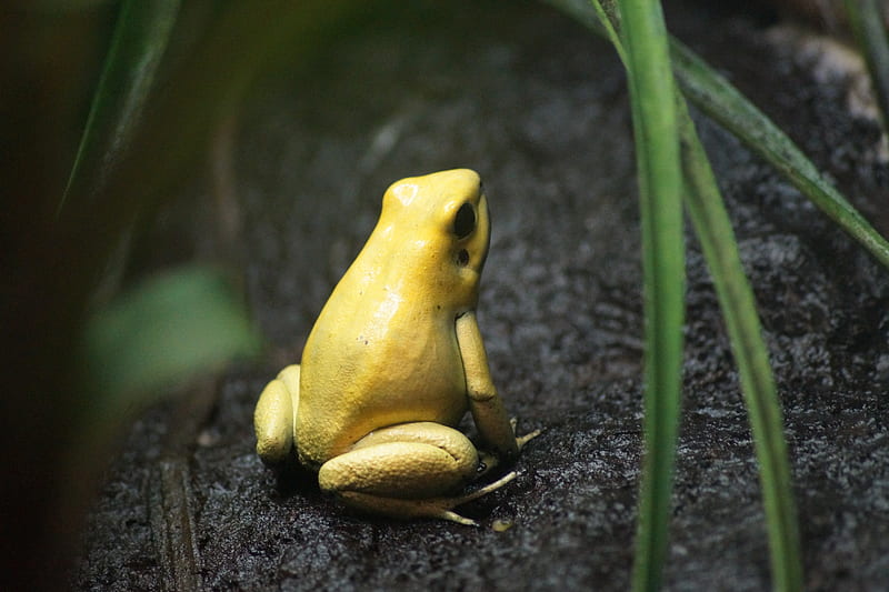 yellow frog, HD wallpaper
