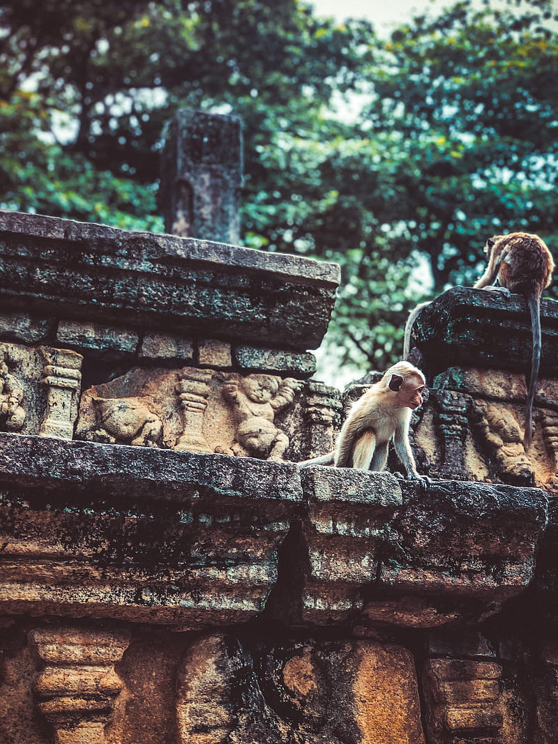 Monkeys, ancient, anuradhapura, srilanka, HD phone wallpaper