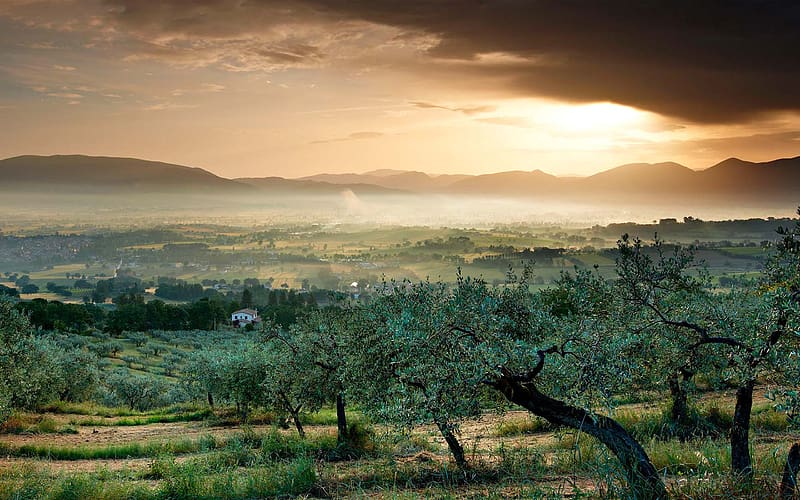 Olive Grove Valley Sunlight Bevagna Italy 2023 Bing, HD wallpaper