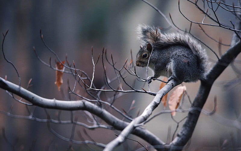 squirrel in tree-Animal graphy, HD wallpaper
