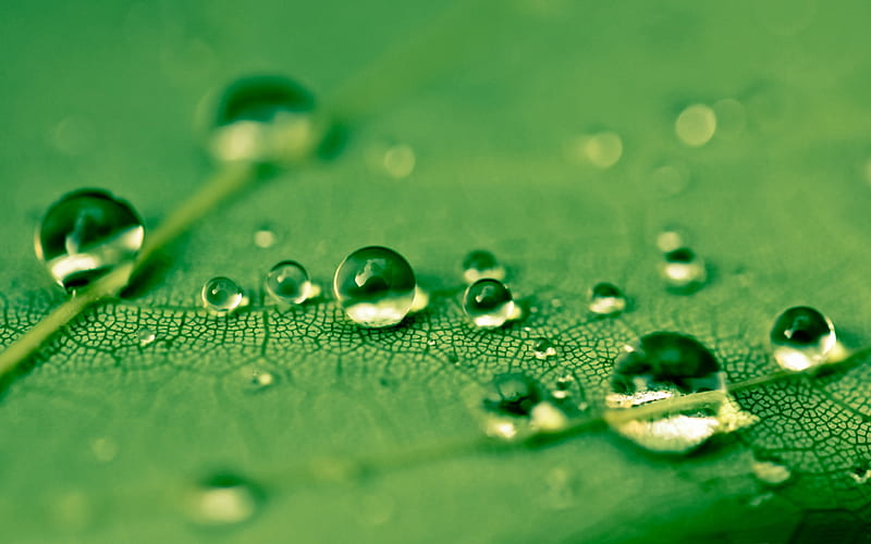 Drops Green Water Leaf-Macro, HD wallpaper