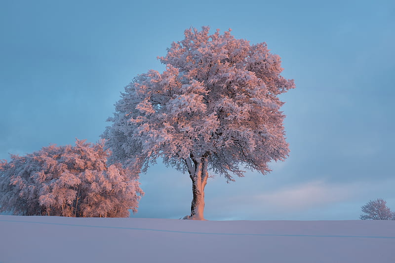tree, frost, snow, winter, snowy, HD wallpaper