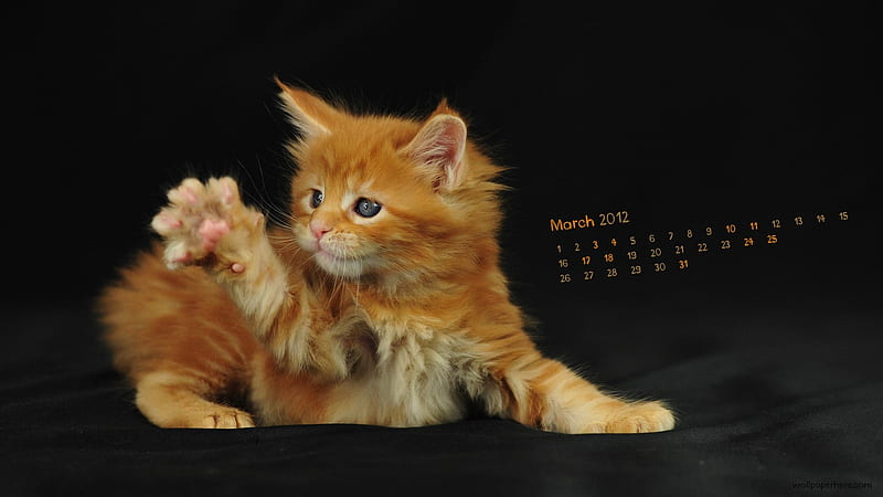 Yellow Cat-March 2012 calendar themes, HD wallpaper