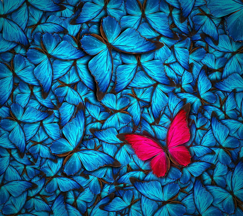 Butterfly, blue, pink, HD wallpaper