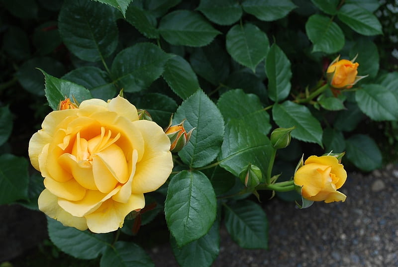 Preciosas rosas amarillas, amarillo, bonito, rosas, flores, naturaleza,  Fondo de pantalla HD | Peakpx