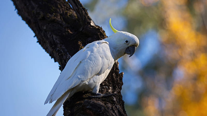 Sulphur-Crested Cockatoo Is Sitting on Tree Branch With Blur Background Animals, HD wallpaper