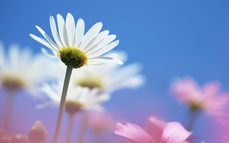 daisies-Amazing flowers graphy, HD wallpaper