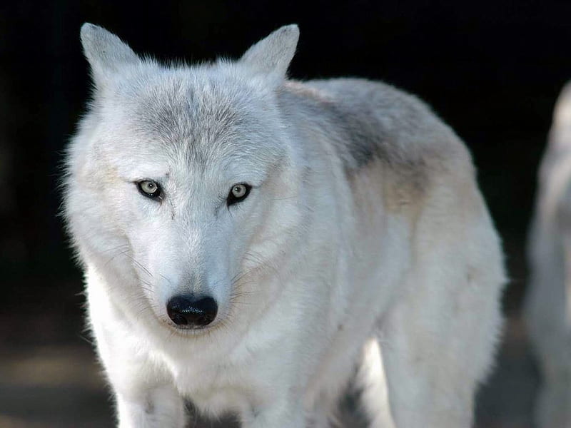 FOREGROUND CLOSEUP WHITE WOLF, proud, handsome, bonito, majestic, gorgeous, HD wallpaper