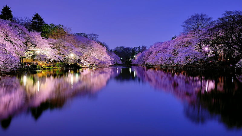 fabulous cherry blossoms on river banks, restaurants, blossoms, river, reflection, trees, HD wallpaper