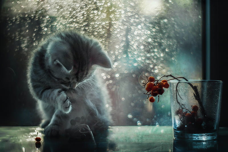 Kitten, window, paw, cat, animal, glass, berry, water drops, pisica, blue, HD wallpaper