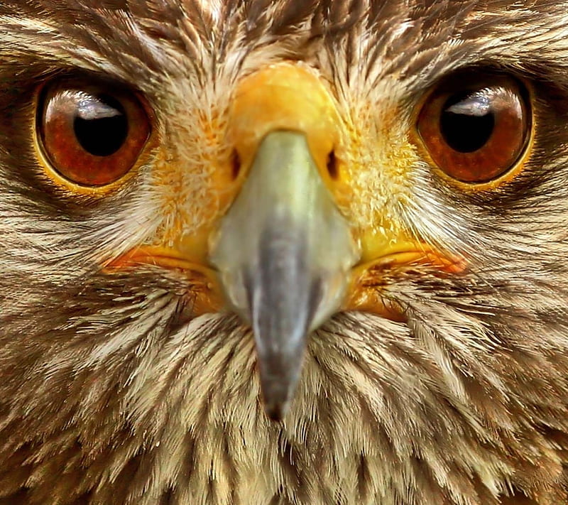Hawk, animals, bird, HD wallpaper