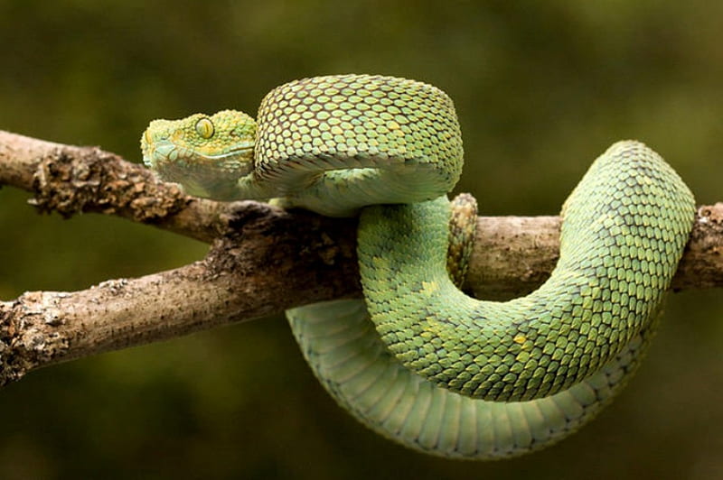 PIT VIPER, green, viper, reptile, snake, HD wallpaper