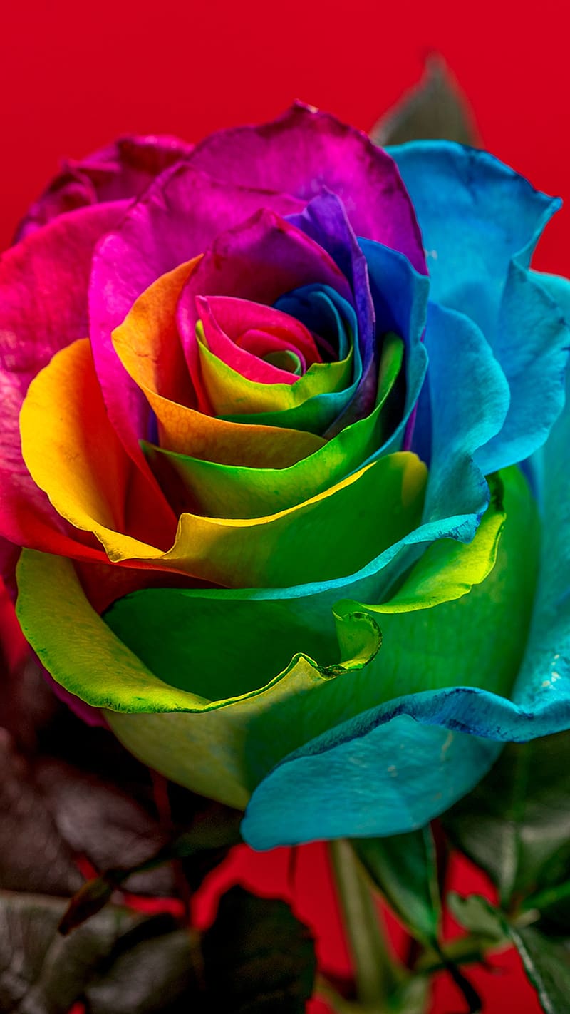 Gulab Flower, rainbow colour, rainbow, colour, flower, HD phone ...