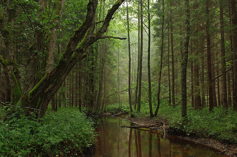 Korvemaa Nature Park in Estonia, forest, nature, river, fun, HD wallpaper