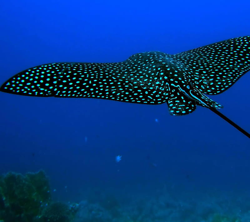 Stingray, nature, HD wallpaper | Peakpx