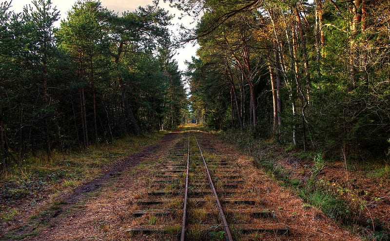 lonely rail track, forest, cool, rail track, nature, fun, HD wallpaper