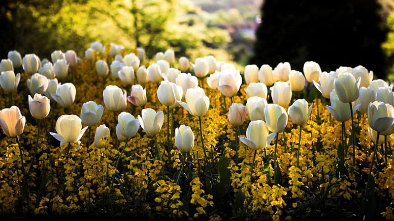 Nice White Tulips, Beautiful flower, Tulip, White flowers, White, bonito, Nature, Whit tulip, Garden, Yellow flowers, Park, HD wallpaper