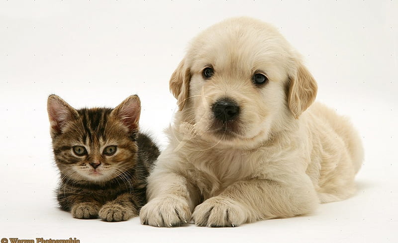 Kitten and Puppy, feline, tabby, cannie, kitten, puppy, golden retriever, HD wallpaper