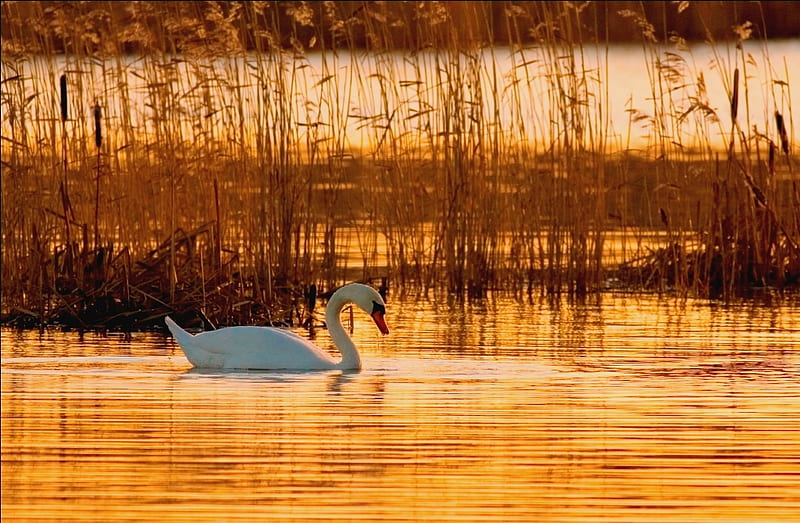 Swan Lake in the Morning, sun, grass, background, sundown, nice, gold, multicolor, waterscape, paisage, sunbeam, sunrises, sunrays, white, ambar, bonito, leaves, amber, scenery, lakes, peace, maroon, golden water, pond, paisagem, day, nature, pc, scene, cenario, calm, scenario, environment, beauty, evening, morning, swimming, rivers, paysage, cena, golden, black, lagoons, panorama, water, cool, awesome, sunshine, hop, fullscreen, landscape, colorful, reed, brown, laguna, graphy, sunsets, tranquile, tranquility, habitat, amazing, colors, creek, swans, leaf, plants, peaceful, colours, natural, HD wallpaper