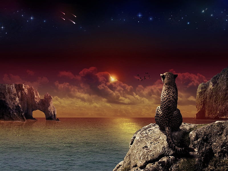 Looking the night, feline, cheetah, animal, sea, night, HD wallpaper
