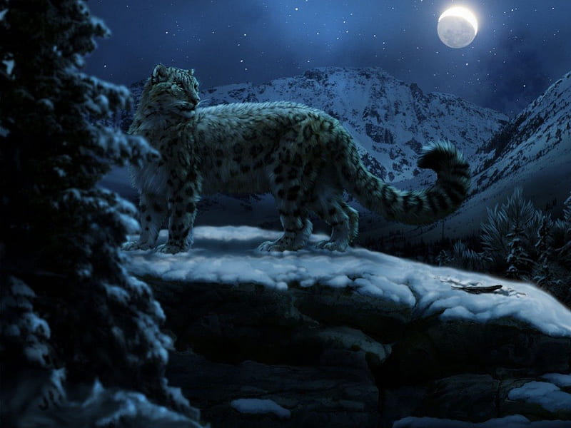 *Snow Leopard*, cat, sky, snow leopard, winter, mountain, moon, snow, moonlight, night, HD wallpaper
